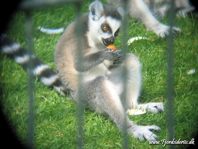 KBH zoo 190703 032.JPG